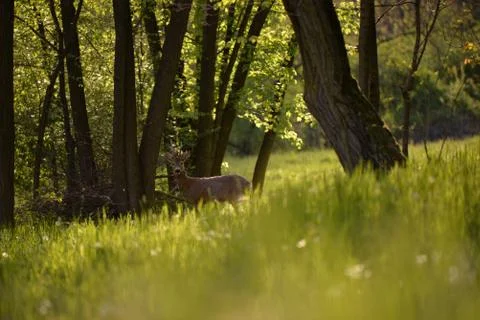 Deer in the forest looking at the camera in spring season Foto stock
