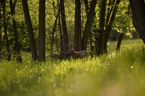 Deer in the forest looking at the camera in spring season Stock Photos