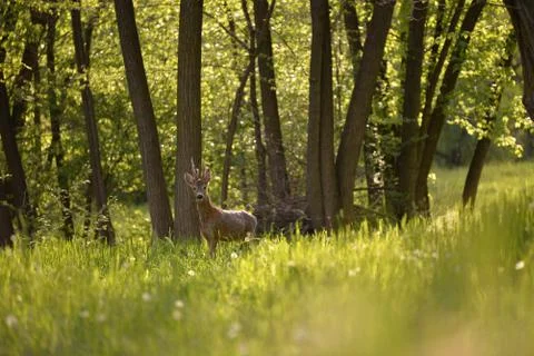Deer in the forest looking at the camera in spring season Stock Photos