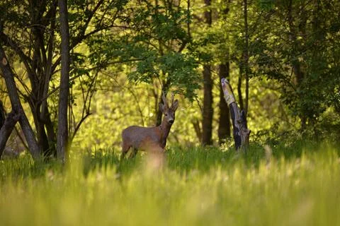 Deer in the forest looking at the camera in spring season Stock Photos