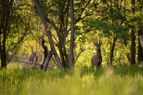Deer in the forest looking at the camera in spring season Stock-Fotos