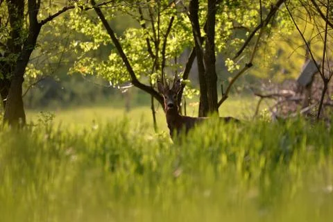 Deer in the forest looking at the camera in spring season Stock Photos