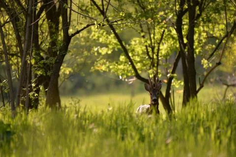 Deer in the forest looking at the camera in spring season Stock Photos