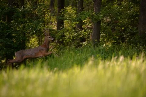 Deer in the forest looking at the camera in spring season Stock Photos