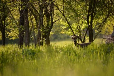 Deer in the forest looking at the camera in spring season Stock Photos