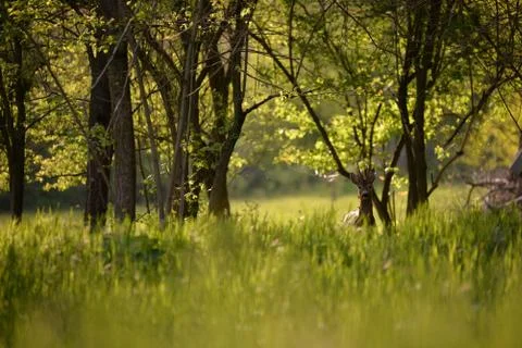 Deer in the forest looking at the camera in spring season Stock Photos