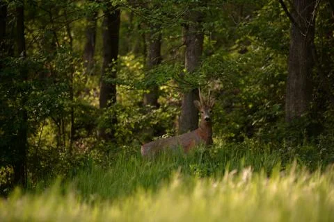 Deer in the forest looking at the camera in spring season Stock Photos