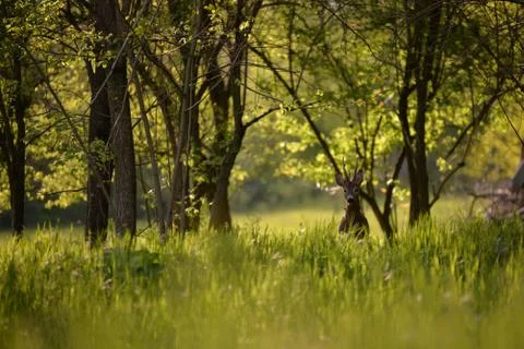 Deer in the forest looking at the camera in spring season Stock Photos