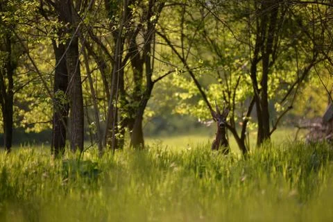 Deer in the forest looking at the camera in spring season Foto stock