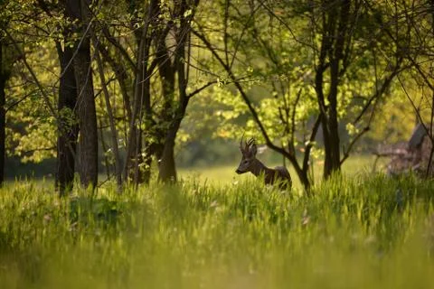 Deer in the forest looking at the camera in spring season Stock Photos