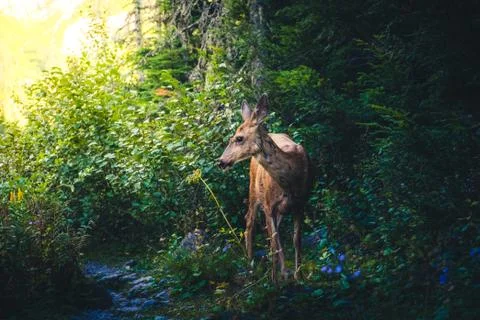 Deer in a forest looking into sunlight. Stock Photos