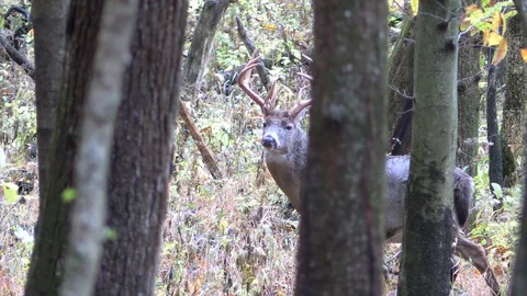 Deer in forest looking through trees walks away Stock Footage 120575336
