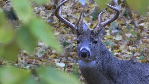 Deer in forest looks at camera closeup through tree branch Stock Footage 120576087