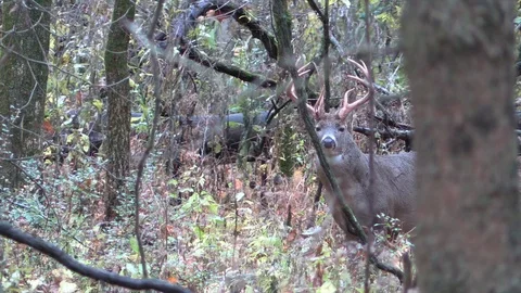 Deer in forest looks at camera lowers head looks back at cmera Stock Footage 120575838