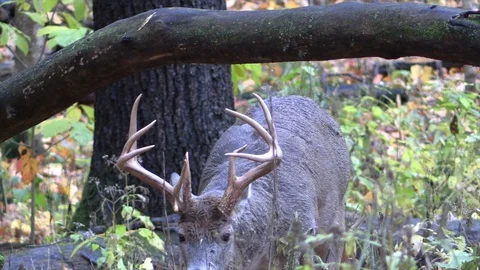 Deer in forest looks at camera lowers head under tree branch Stock Footage 120576126