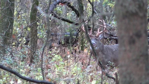 Deer in forest looks at camera starts to walk Stock Footage 120575836