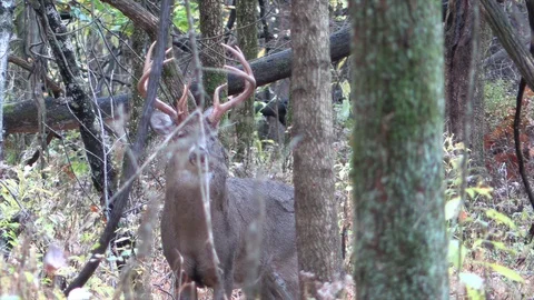 Deer in forest looks at camera walks away Stock Footage 120575835