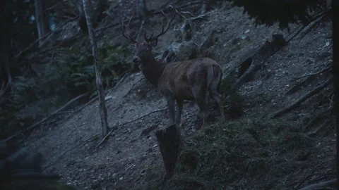 A deer in a forest at night 動画素材 92408086