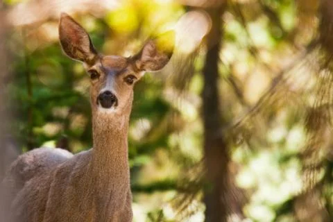 Deer in forest Stock Photos