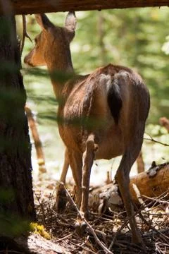 Deer in a forest Stock Photos