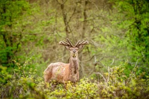 Deer in a forest Stock Photos