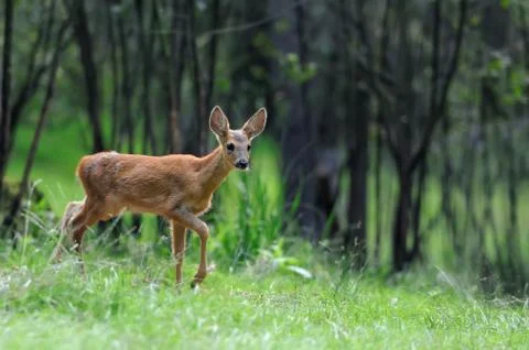 Deer in forest Stock Photos