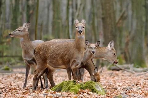 Deer in forest 写真素材