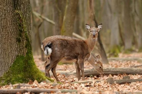Deer in forest Stock-Fotos