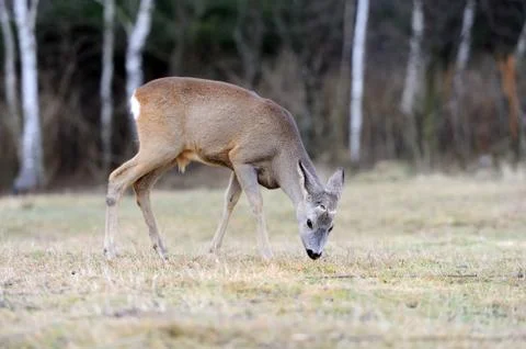 Deer in forest Foto stock