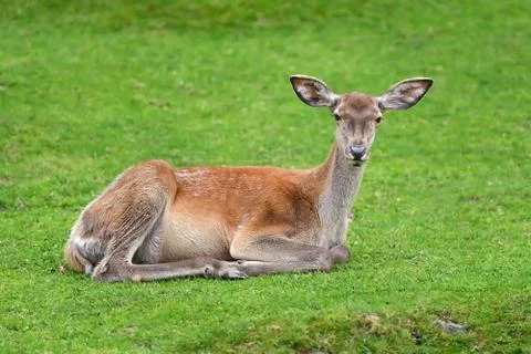 Deer in forest 스톡 사진