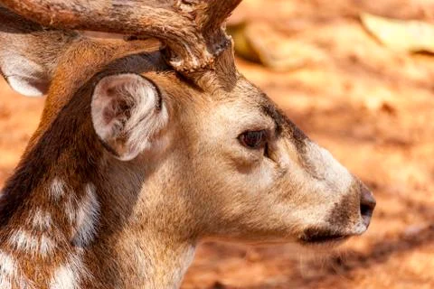 Deer in the Forest 스톡 사진