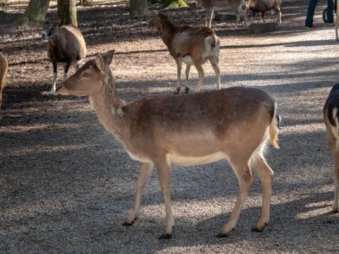 Deer in the forest Foto stock