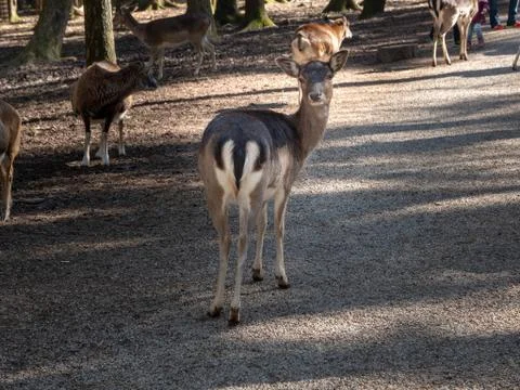 Deer in the forest Foto stock