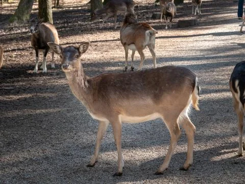 Deer in the forest Foto stock