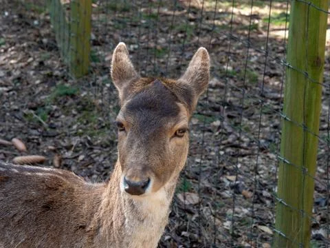 Deer in the forest Foto stock