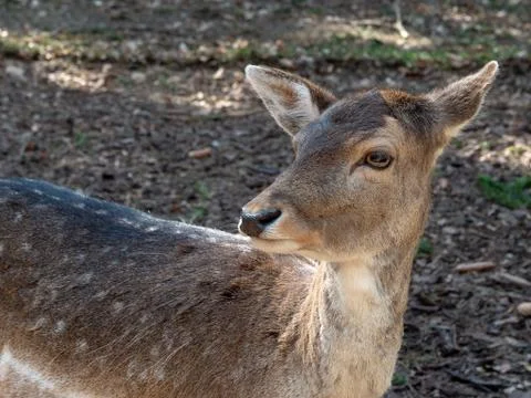 Deer in the forest Foto stock