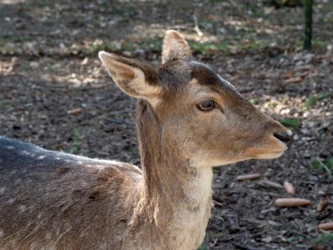 Deer in the forest Foto stock