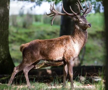 Deer in the forest Stock Photos