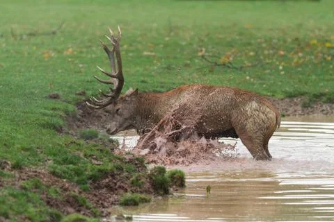 Deer in the forest Foto stock