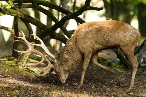 Deer in the forest Stock Photos