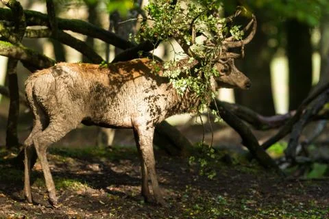 Deer in the forest Foto stock