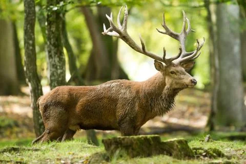 Deer in the forest Foto stock