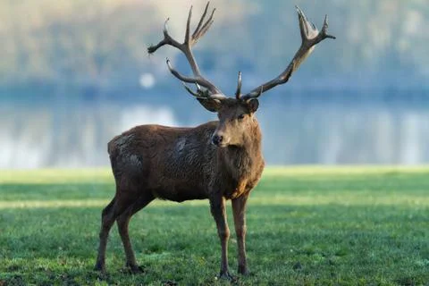 Deer in the forest Stock Photos