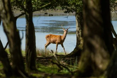 Deer in the forest Stock Photos
