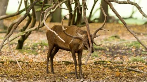Deer in the forest Stock Photos