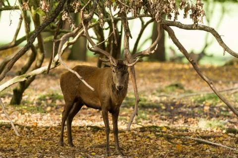 Deer in the forest Foto stock
