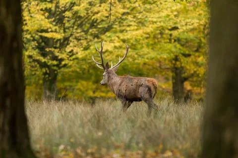 Deer in the forest Foto stock