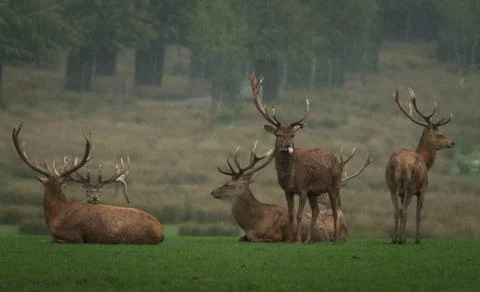 Deer in the forest Stock Photos