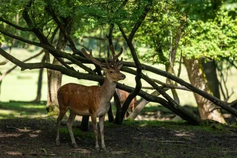 Deer in the forest Stock Photos