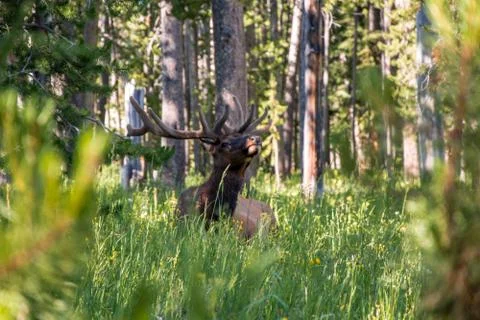Deer in the forest Foto stock